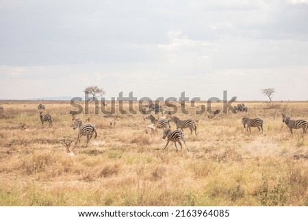 Central Serengeti Safari, Arusha, Tanzania