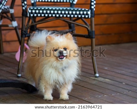 Chow chow dog on hardwood floor at home. Yellow chow-chow lying on wooden floor with red tongue exposed looks at you. Portrait of a cute adorable happy dog puppy pet in room near the chair. Close up