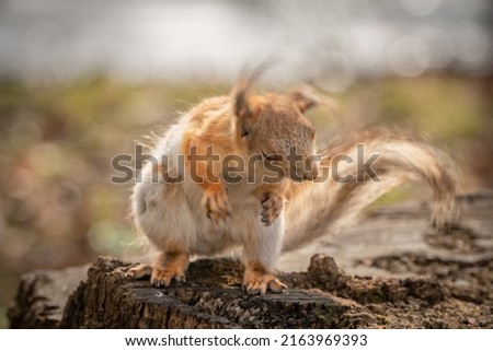 Wild squirrel in natural habitat