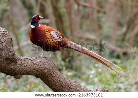 Pheasant posing beautifully on a fallen tree in the English countryside Royalty-Free Stock Photo #2163973101