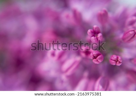 soft focus flourishing textured background with violet lilac flowers Royalty-Free Stock Photo #2163975381