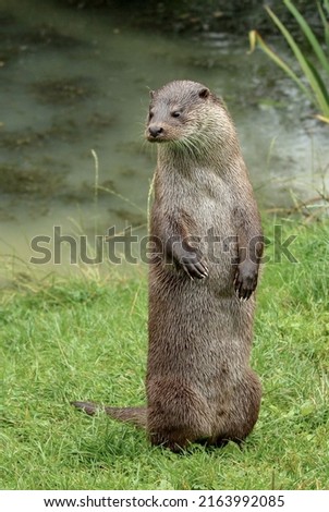A cute otter standing up on the riverbank