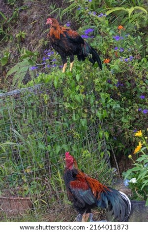 beautiful Colourful rooster in the yard 