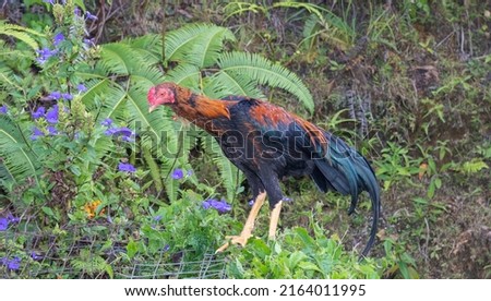 beautiful Colourful rooster in the yard 