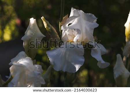 A white iris flower blooming in sunlight on a dark background. Summer flowering iris plant with a white flower in the garden. Selective focus.