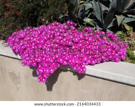 Delosperma Ice Plant Blooming with Vibrant Purple Fuchsia Flowers. Clustered and Flowing Over Garden Wall. Succulent Plant for Ground Cover. Also Named “Jewel of the Desert Opal”