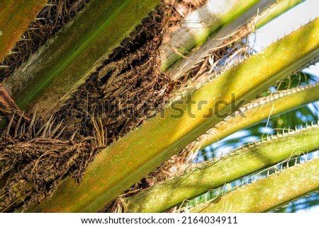 Close up of fresh palm oil fruits, selective focus.  