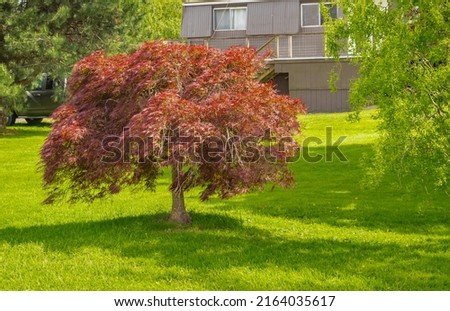 Red foliage of the weeping Laceleaf Japanese Maple tree Acer palmatum in garden Royalty-Free Stock Photo #2164035617