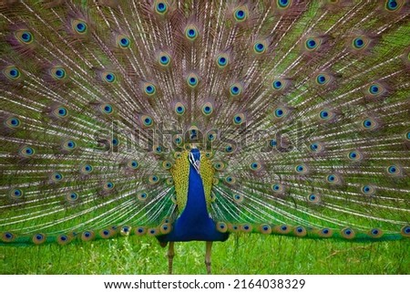 The Indian peafowl (Pavo cristatus), also known as the common peafowl, and blue peafowl, is a peafowl species native to the Indian subcontinent. Male are peacocks, and females are peahens. Royalty-Free Stock Photo #2164038329