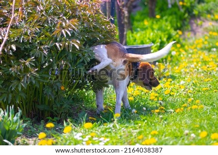 Cute tricolor beagle dog making his uses on a bush ner grass path with dandelions in spring. This photo can be used as a demonstrative picture or a background.