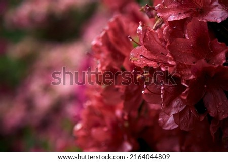 Red rhododendron in bloom seen up close