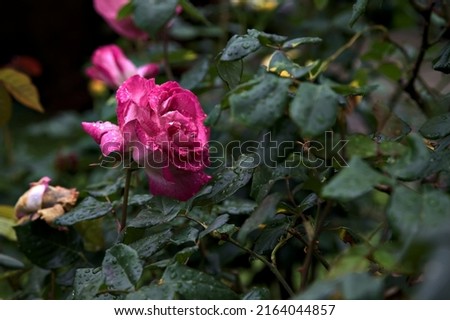 Pink rose in a bush seen up close