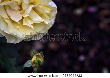Yellow rose in bloom in a bush seen up close