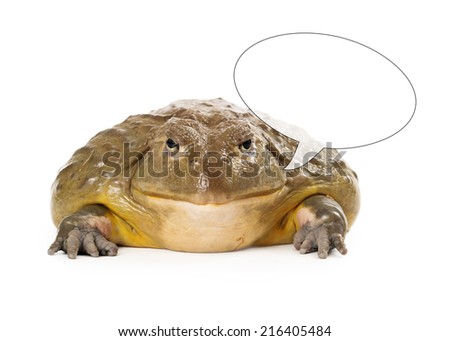 A large African Pixie Frog sitting and looking forward at the camera with speech bubble off to the side