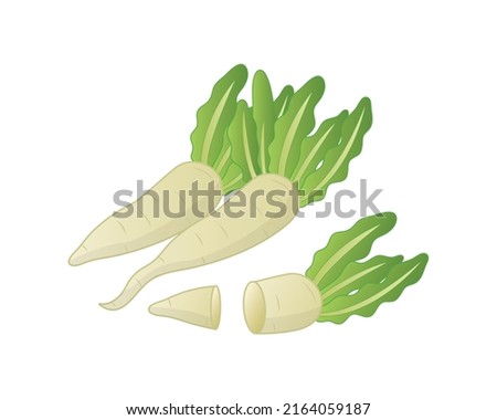 Raddish cartoon clipart vector. Daikon raddish illustration set. Chopped vegetable isolated on white background. Royalty-Free Stock Photo #2164059187