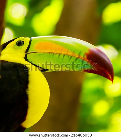 Closeup of colorful toucan bird somewhere in Mexico