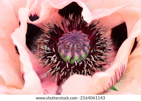 close-up of a salmon-coloured oriental poppy with a direct view of the fruit node and the many dark stamens