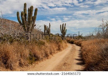 Rural sandy road in the Mexican desert, surrounded by giant cactus plants, (Large Elephant Cardon cactus) part of a large nature reserve area in the town of Todos Santos, Baja California Sur, Mexico. Royalty-Free Stock Photo #2164065173