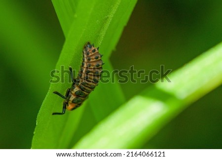 Firefly larvae preparing to emerge