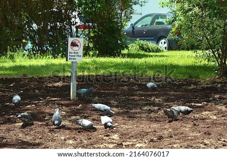 A sign do not feed the birds and pigeons eat the grass seed on the freshly sown lawn