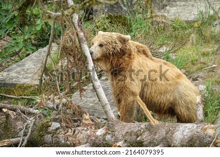 Brown bear in Bern, Switzerland                       