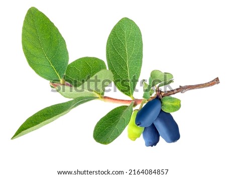 ripe honeysuckle berries on branch with leaves isolated on white background Royalty-Free Stock Photo #2164084857