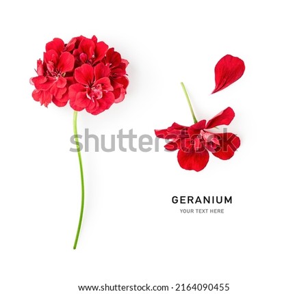 Red geranium flowers isolated on white background. Pelargonium creative layout. Summer garden concept. Flat lay, top view. Design element 
 Royalty-Free Stock Photo #2164090455