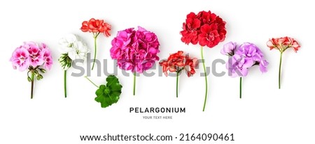 Geranium flowers and leaves isolated on white background. Pelargonium plants collection and banner. Summer garden concept. Flat lay, top view. Design element 
 Royalty-Free Stock Photo #2164090461