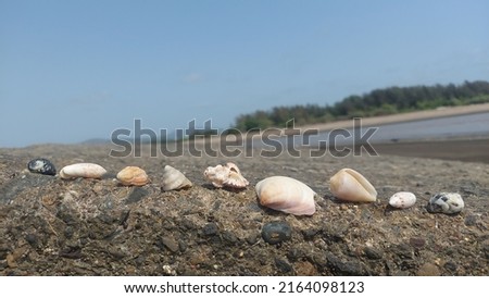 Beautiful colouring Seashells picture photography 