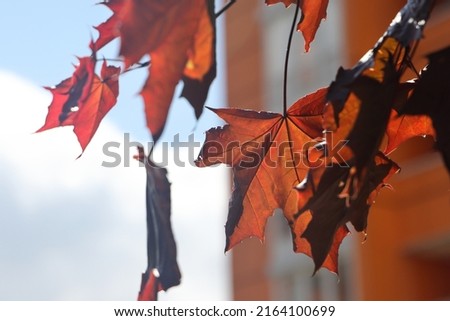 Maple with red leaves. Leaves that turn red in autumn