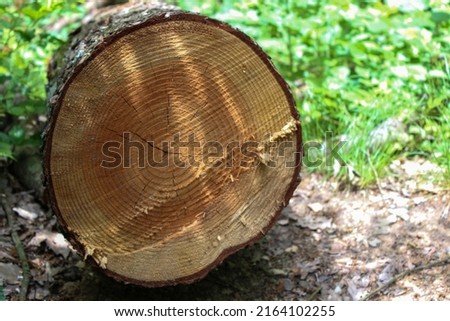 Fresh cut wood, circles inside the tree