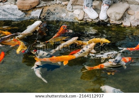 People, children feed beautiful large hungry colored, multi-colored koi fish floating in the water, in the pond, in the lake with special food. Photography of pets.