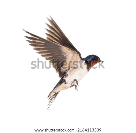 Barn Swallow Flying wings spread, bird, Hirundo rustica, flying against white background Royalty-Free Stock Photo #2164113539