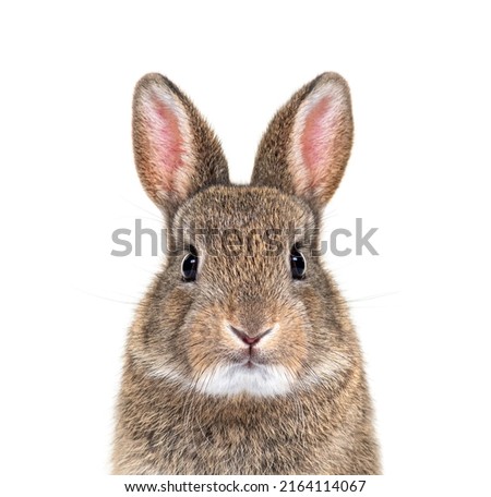 Young European rabbit facing and looking at the camera, Oryctolagus cuniculus