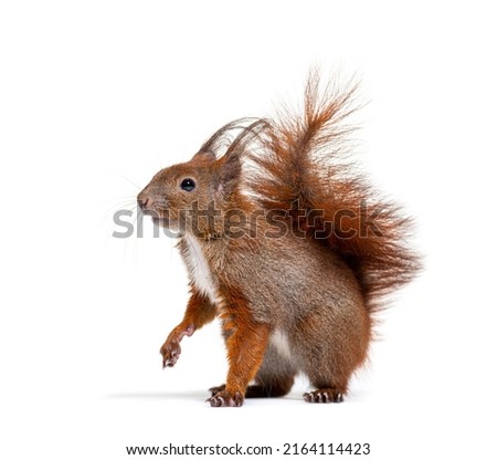 Eurasian red squirrel looking at the camera, sciurus vulgaris, one year old, isolated on white Royalty-Free Stock Photo #2164114423