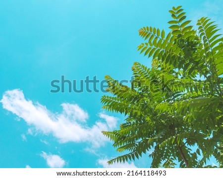 A tree with green leaves against the sky. Abstract background