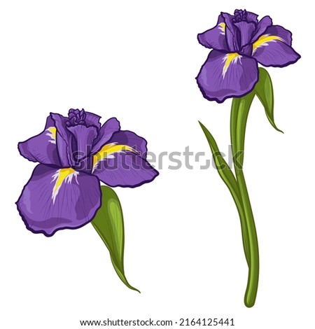 Iris flowers isolated on white background. Colorful vector illustration. Royalty-Free Stock Photo #2164125441