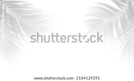 Palm tropical leaves shadow overlay on white background Royalty-Free Stock Photo #2164129291