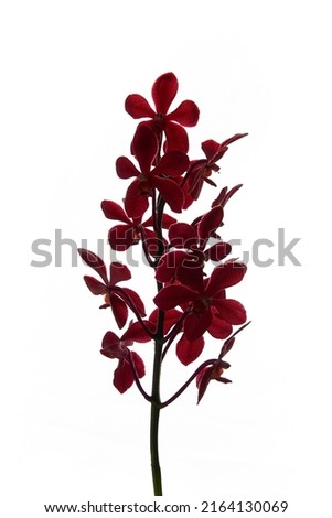 Red orchid isolated on white background, silhouette.