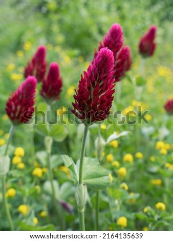 Close up of red crimson clover flowers in a wildflower bed with yellow hop trefoil in the background