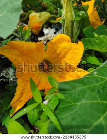 orange pumpkin flowers found in the plantation and very beautiful