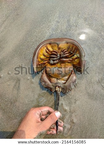 Horshoe crab on sandy beach. Horshoe crab in hand. Royalty-Free Stock Photo #2164156085