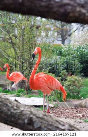 Flamingo on a background of green trees