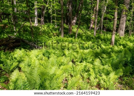  The ostrich fern ( Matteuccia struthiopteris) in the spring forest. Matteuccia is a genus of ferns with one species also known as ostrich fern, fiddlehead fern or shuttlecock fern Royalty-Free Stock Photo #2164159423