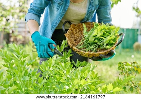 Spicy herb lovage, woman's hands with secateurs cutting harvest levisticum officinale Royalty-Free Stock Photo #2164161797