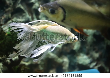Very nice and hard to find photos of fish.