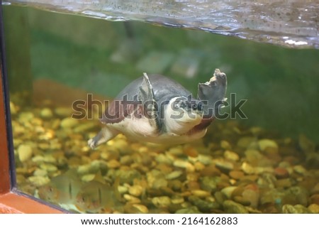 Very nice and hard to find photos of fish.