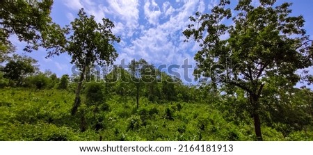 view of the forest, mountain and blue sky