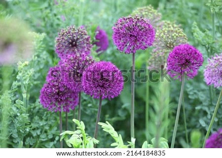 Purple allium 'purple sensation' in flower. Royalty-Free Stock Photo #2164184835