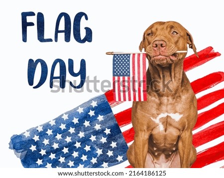 Independence Day. Adorable, lovely brown puppy and American Flag. Closeup, indoors. Studio shot. Congratulations for family, loved ones, friends and colleagues. Pets care concept